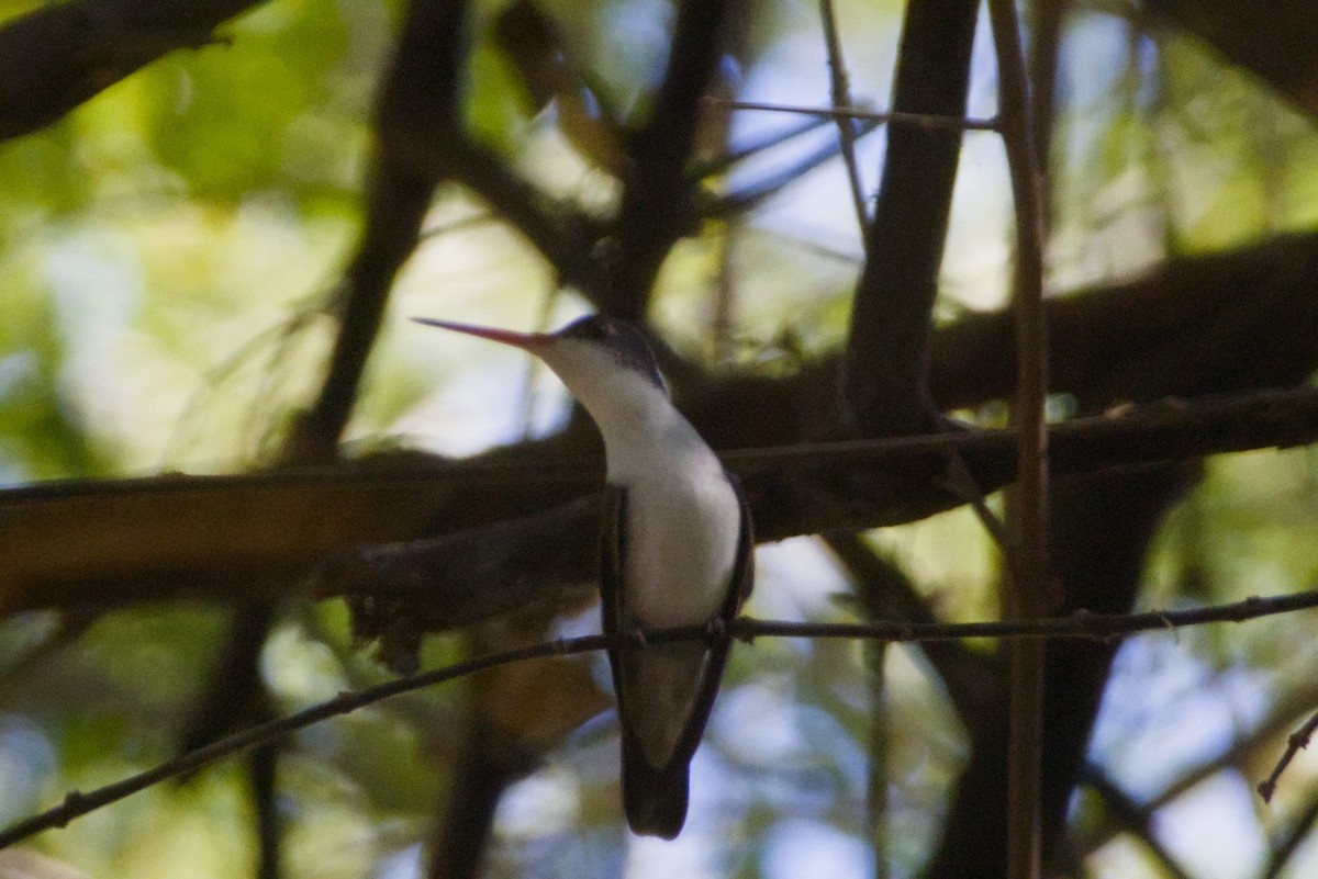 Фиолетовоголовая амазилия - ML647497120