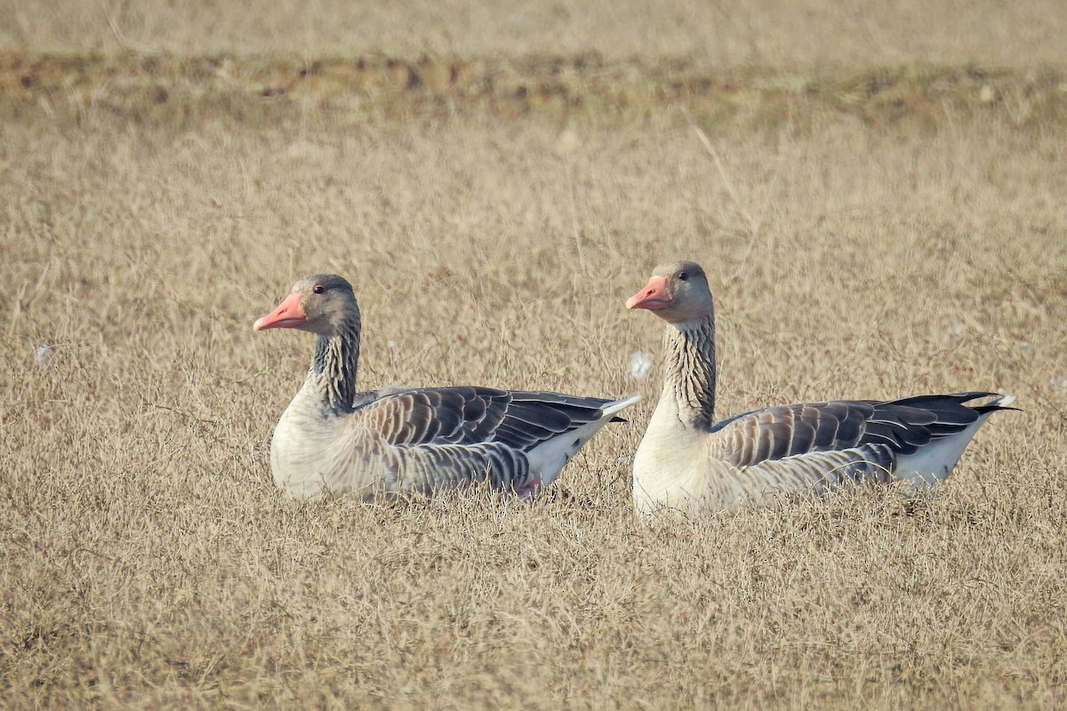 Серый гусь - ML647497121