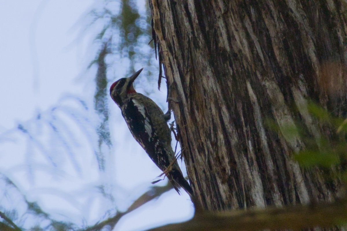 Красногорлый дятел-сокоед - ML647497122