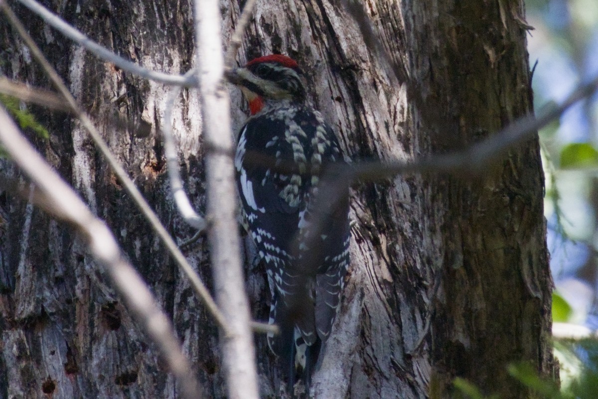 Красногорлый дятел-сокоед - ML647497123