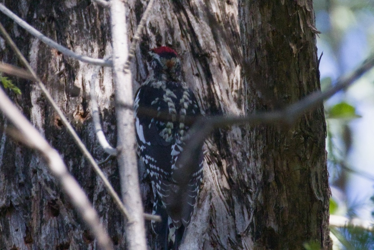 Красногорлый дятел-сокоед - ML647497124