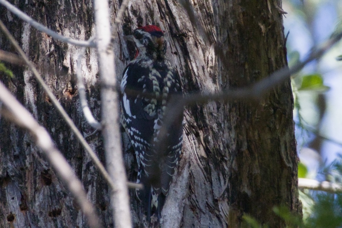 Красногорлый дятел-сокоед - ML647497125