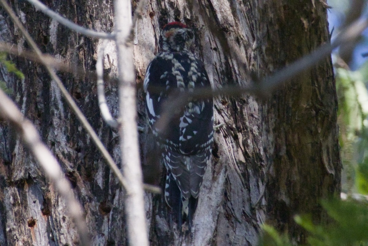 Красногорлый дятел-сокоед - ML647497126