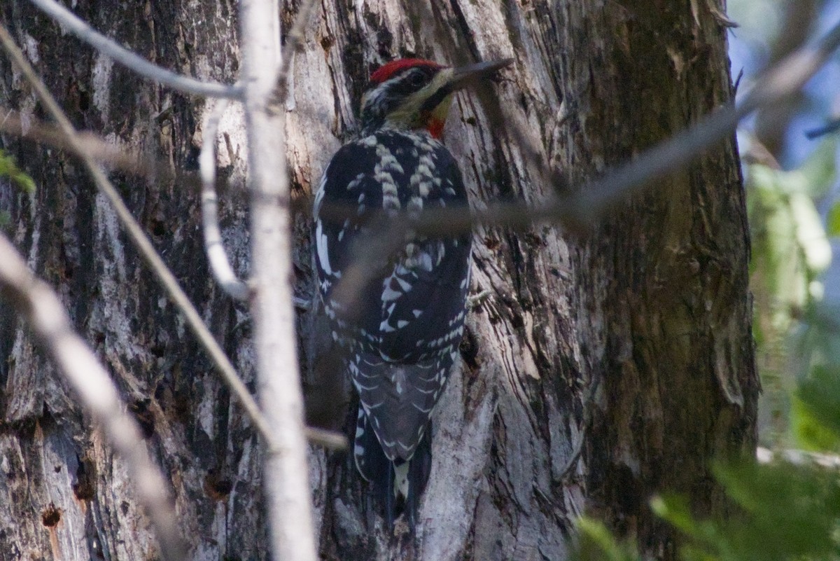 Красногорлый дятел-сокоед - ML647497127