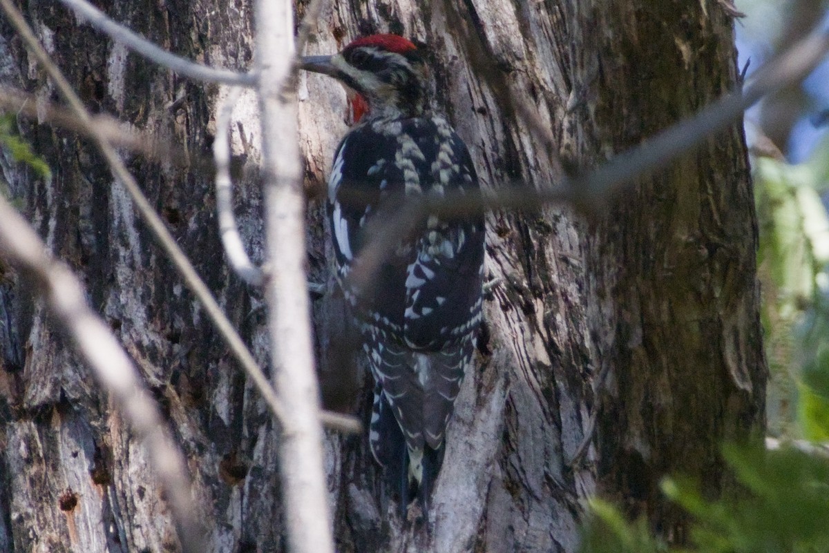 Красногорлый дятел-сокоед - ML647497128