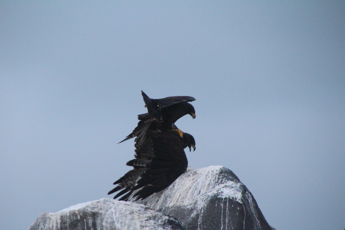 Галапагосский канюк - ML647497130