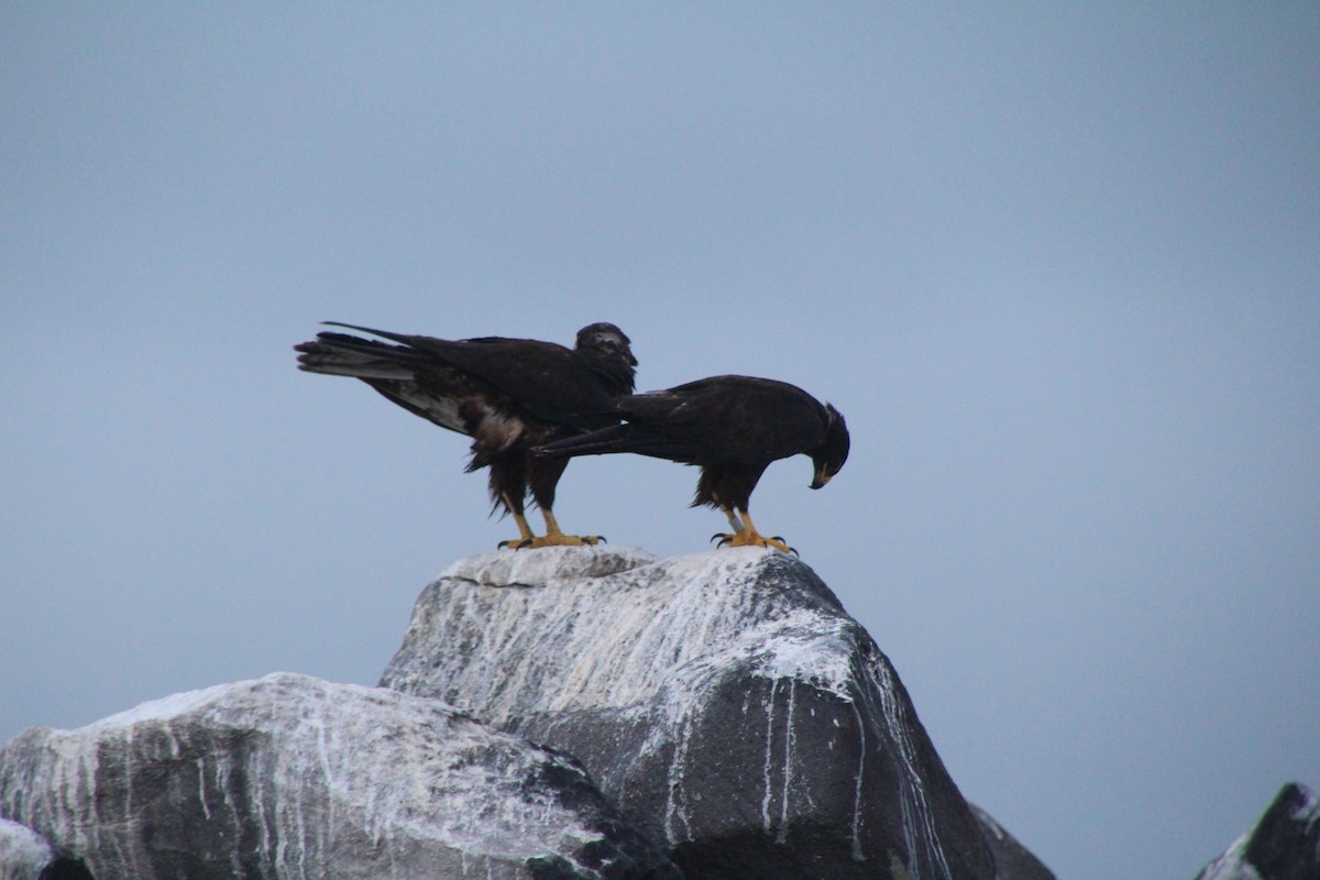 Галапагосский канюк - ML647497131