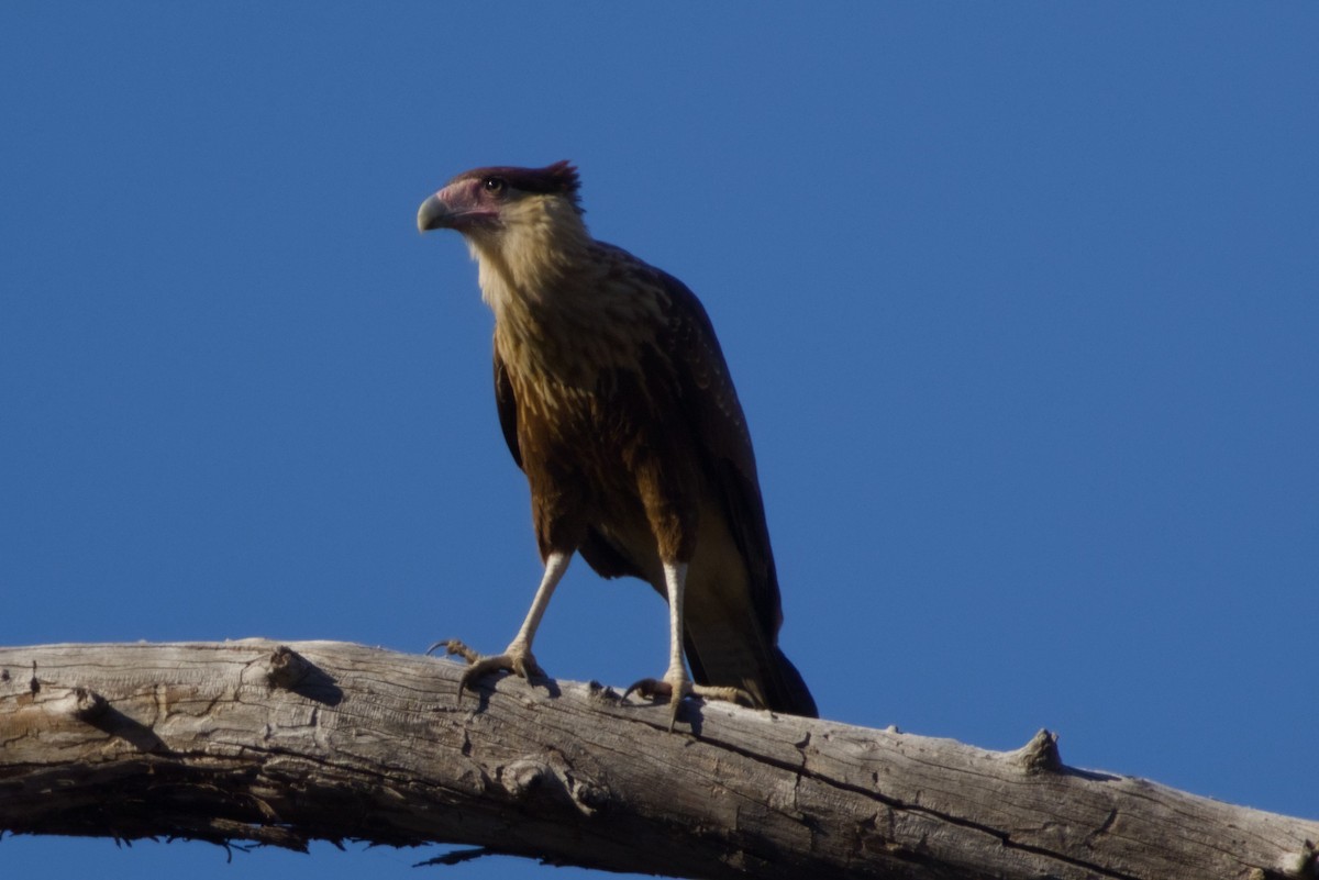 Равнинная каракара - ML647497132