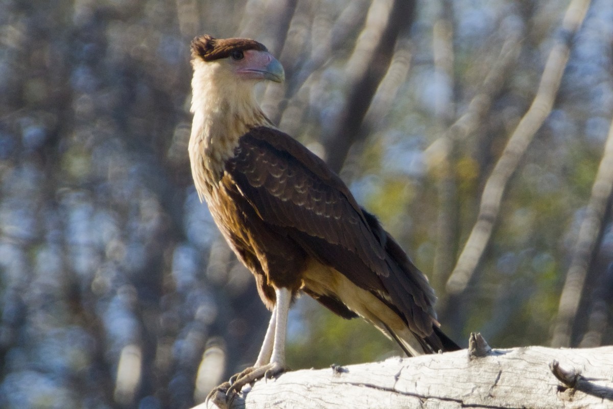 Равнинная каракара - ML647497133