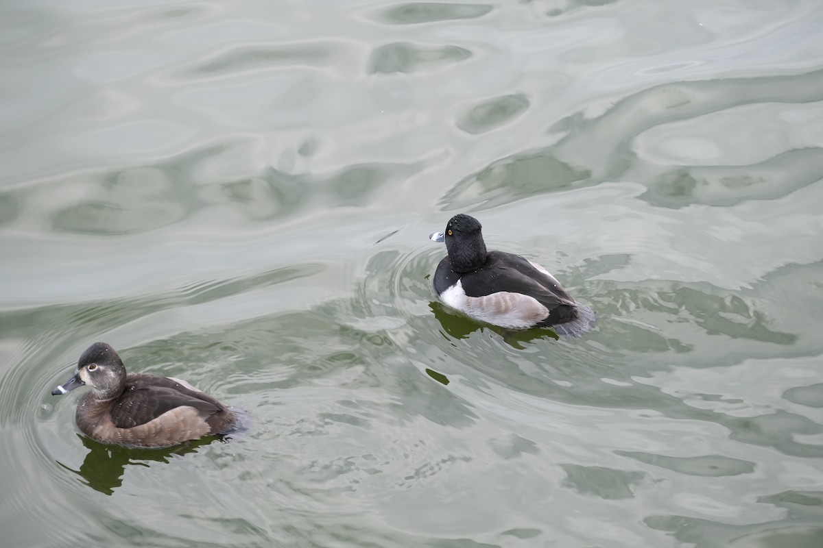 Кольчатая чернеть - ML647497134