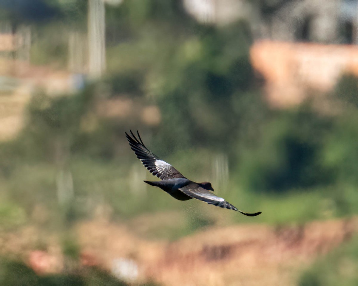 Темнохвостый голубь - ML647497135