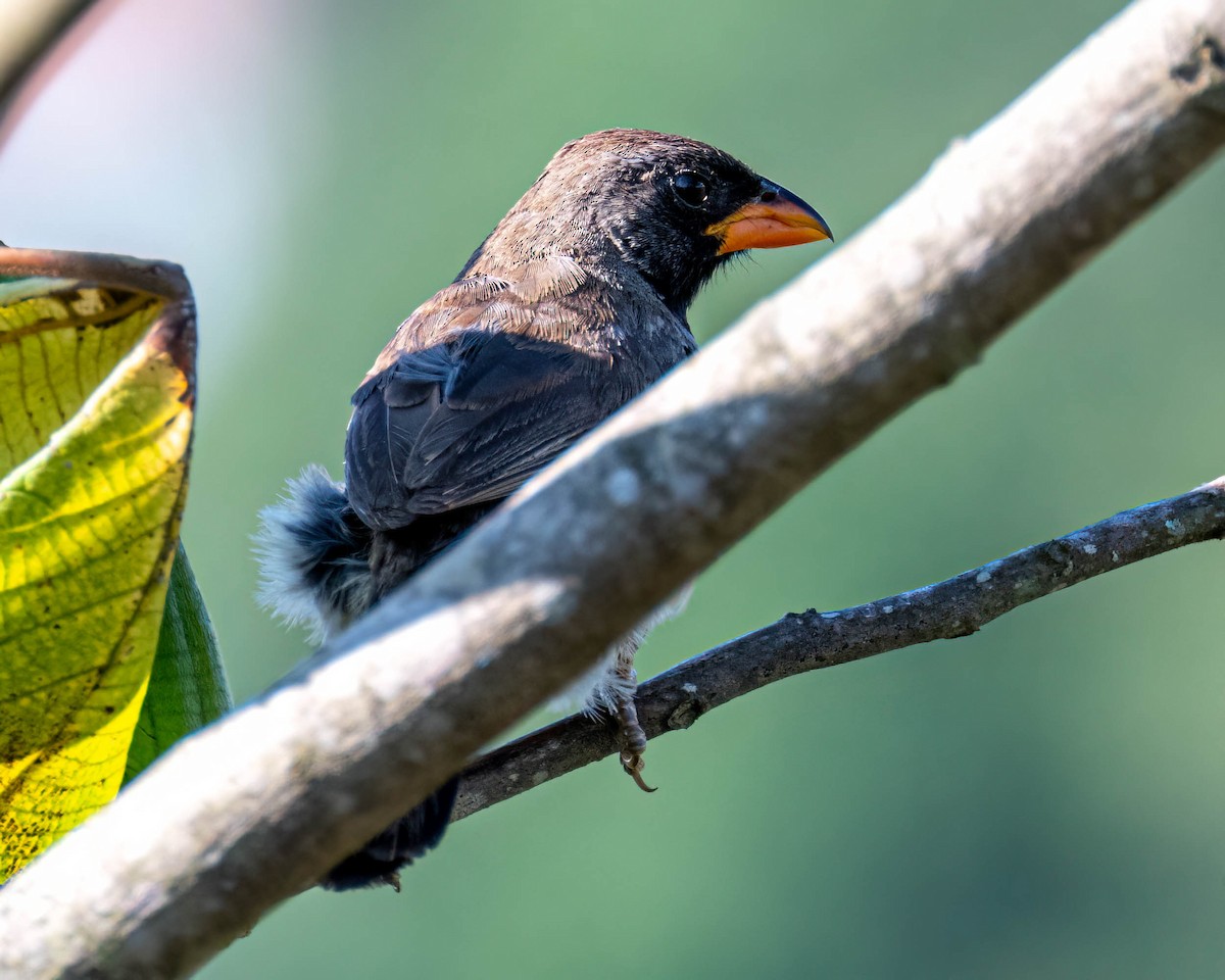 Black-throated Saltator - ML647497139