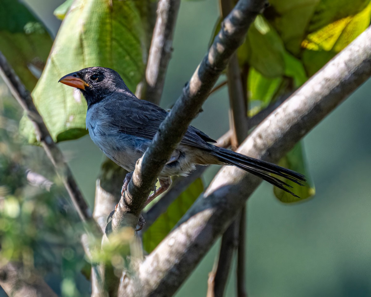 Black-throated Saltator - ML647497140