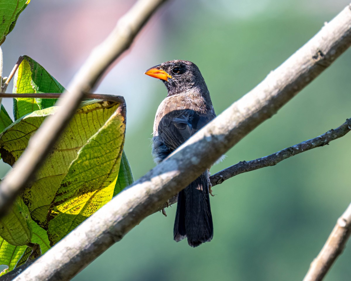 Black-throated Saltator - ML647497141