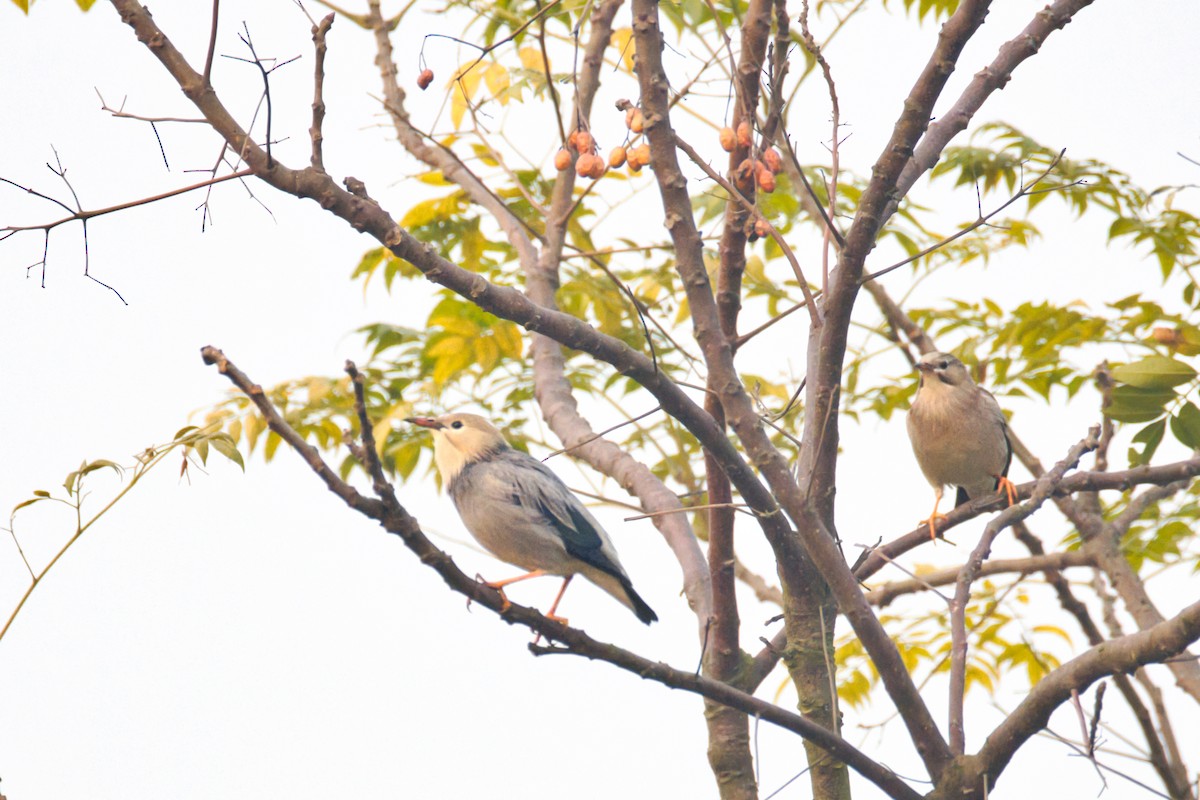 Red-billed Starling - ML647497145