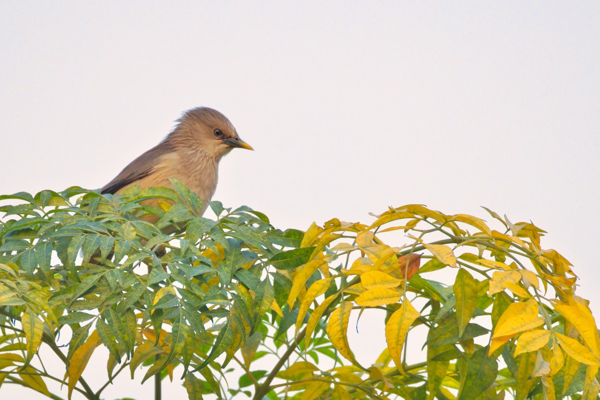 Chestnut-tailed Starling - ML647497148
