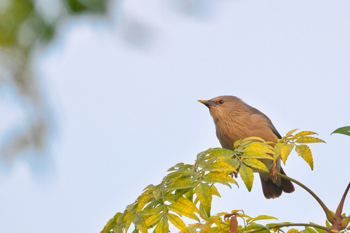 Chestnut-tailed Starling - ML647497149