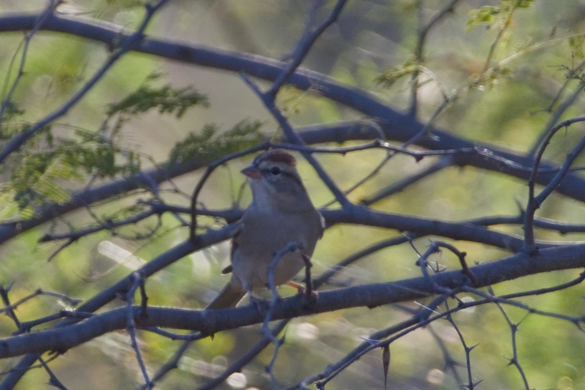 Chipping Sparrow - ML647497153