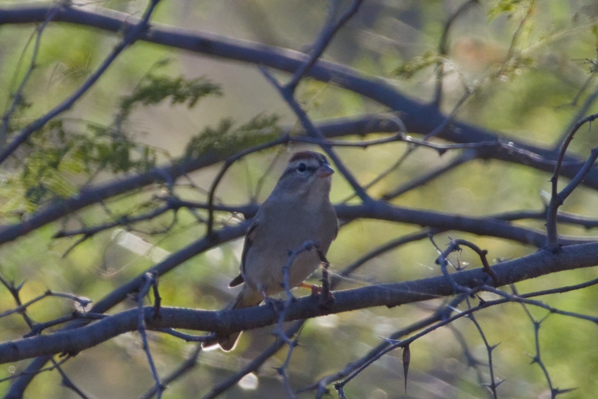 Chipping Sparrow - ML647497154