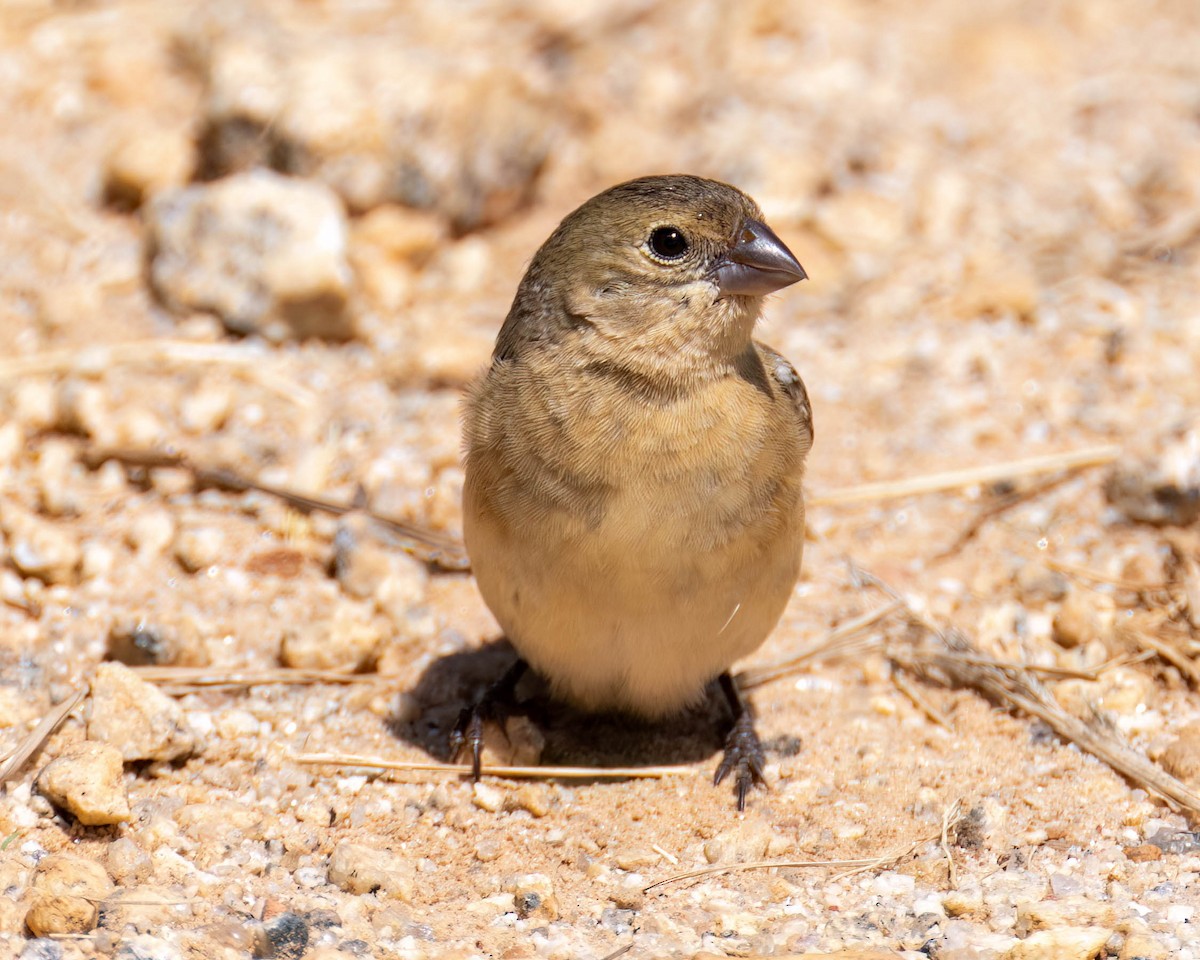 Sporophila sp. - ML647497155