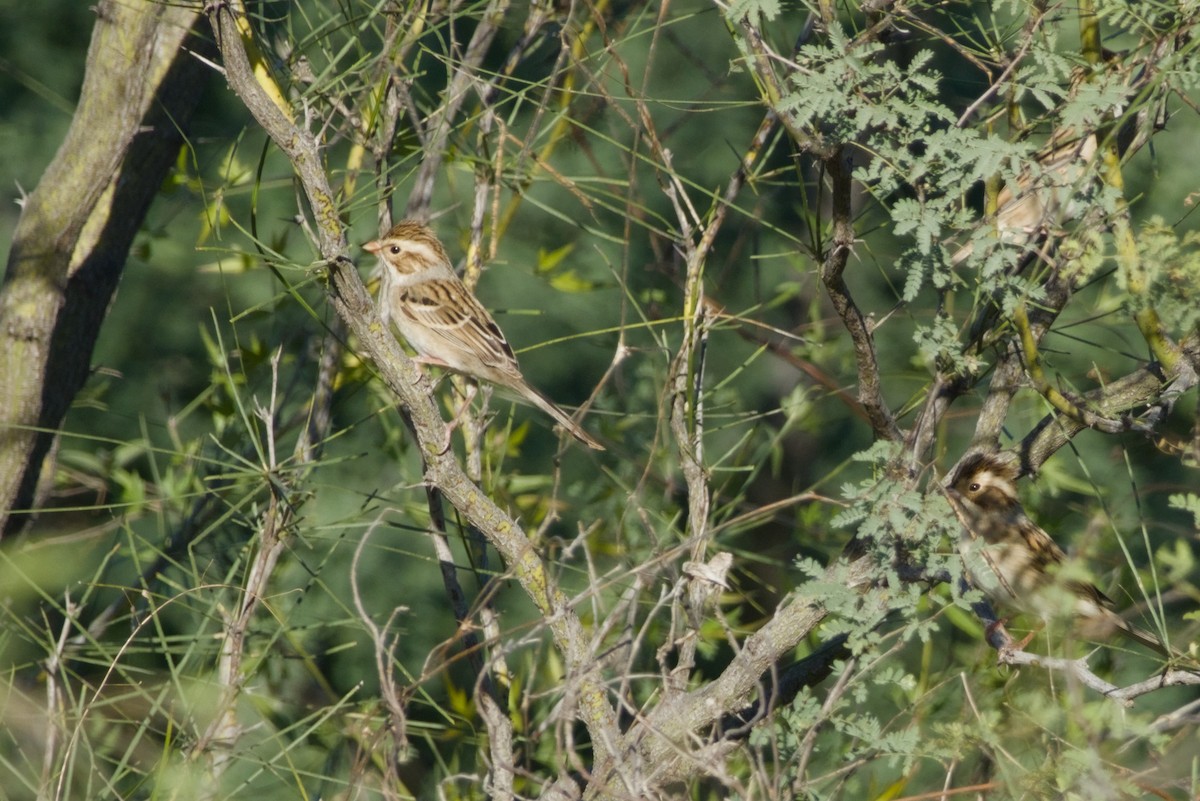 Clay-colored Sparrow - ML647497156