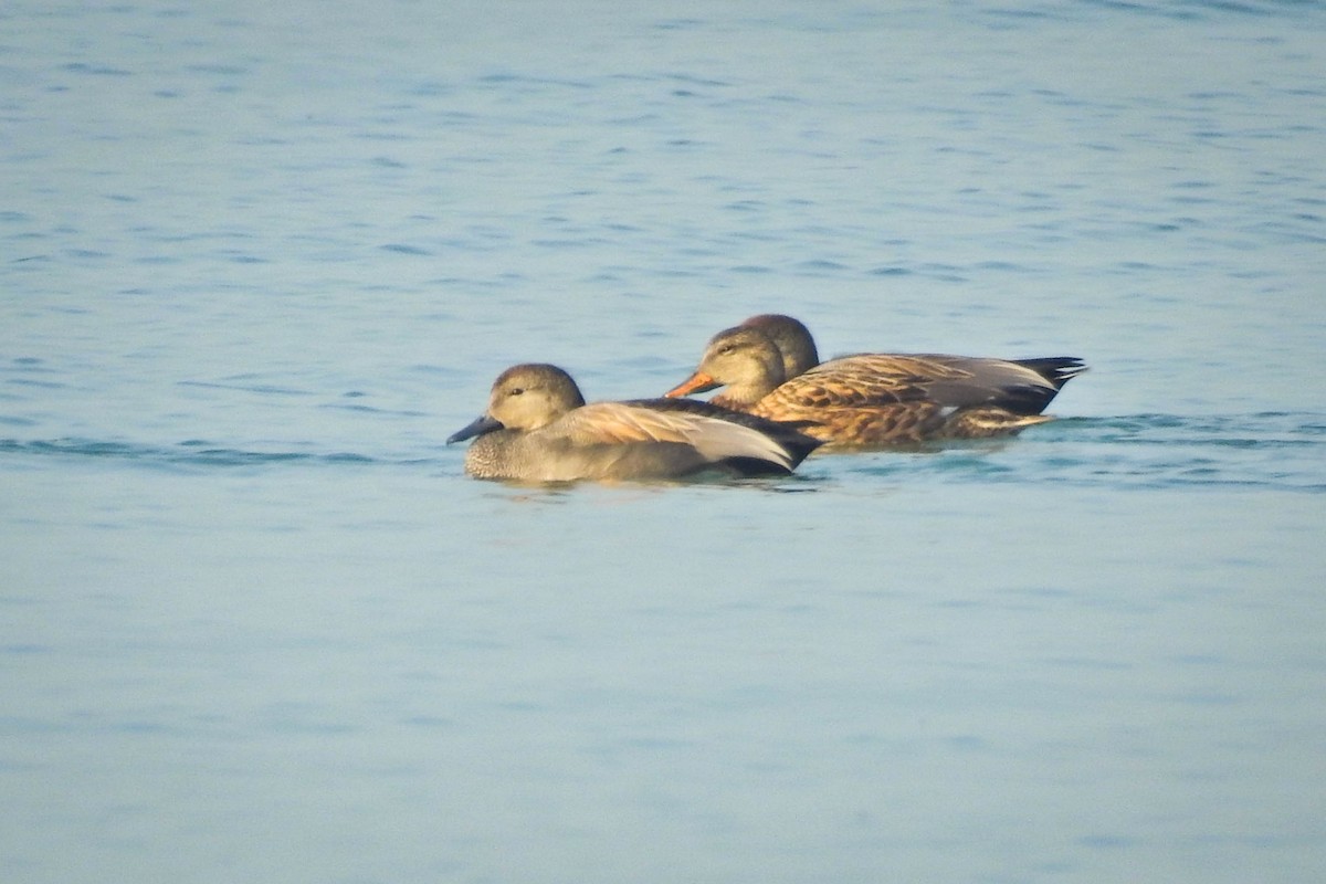 Gadwall - ML647497157