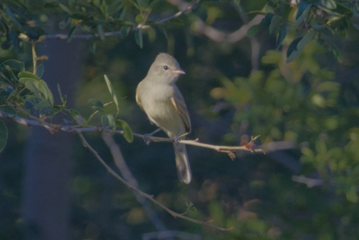 Northern Beardless-Tyrannulet - ML647497158