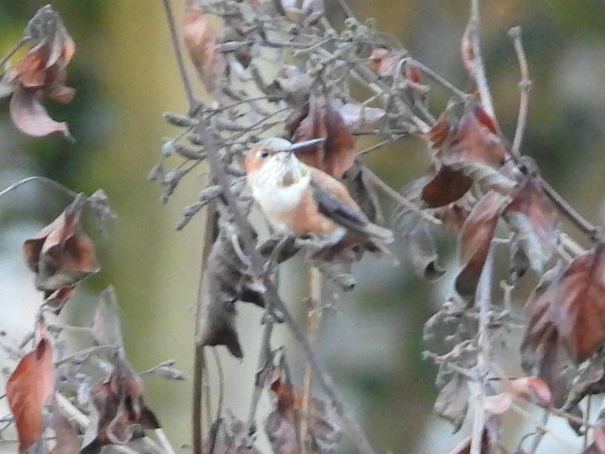 Rufous Hummingbird - ML647497159