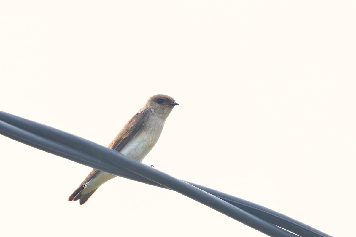 Gray-throated Martin - ML647497160