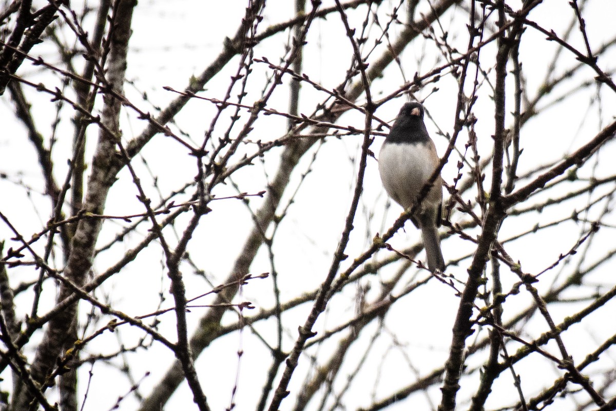 Dark-eyed Junco - ML647497161