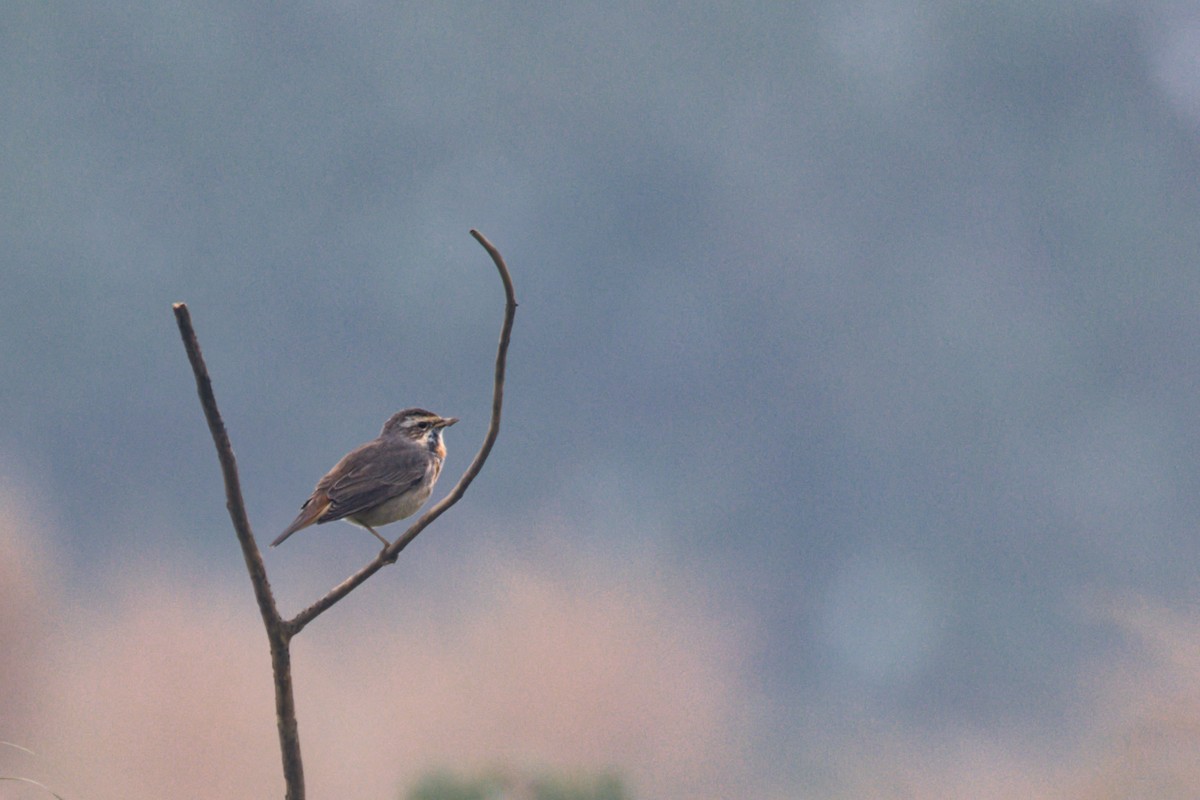 Bluethroat - ML647497162