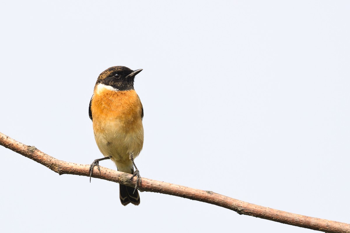 Amur Stonechat - ML647497163