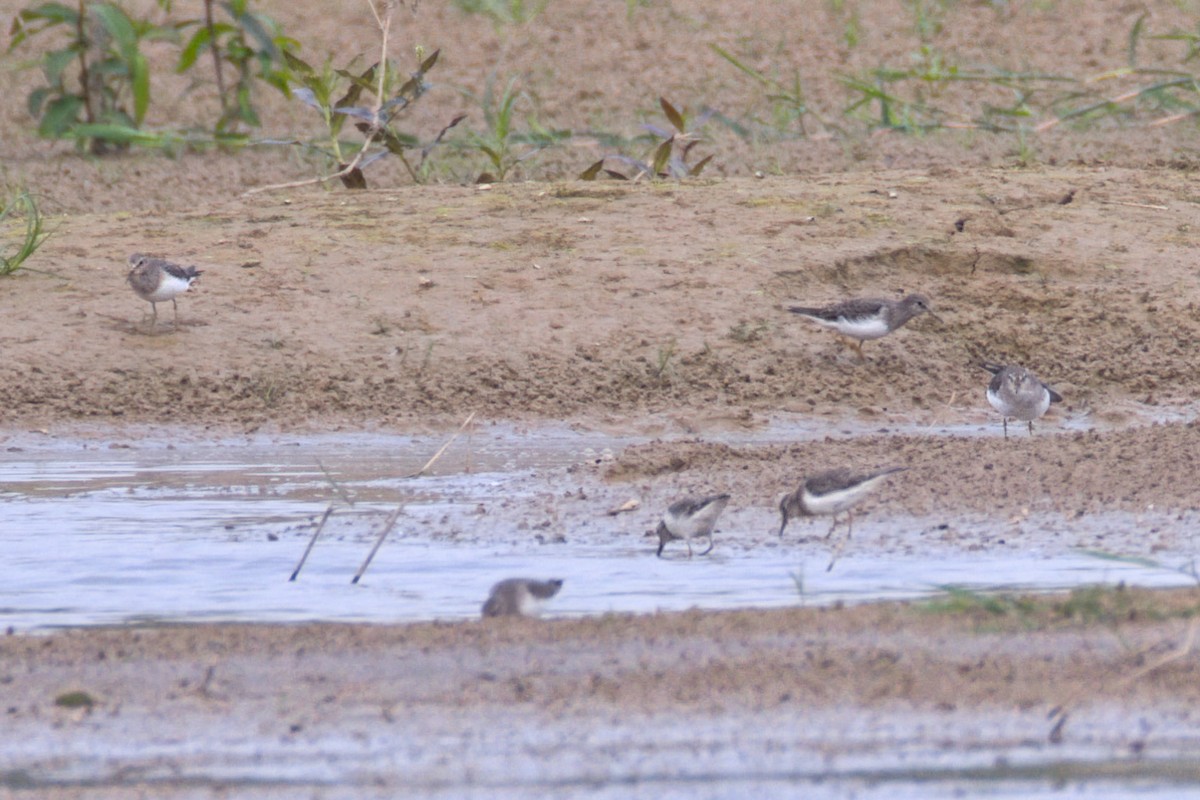 Temminck's Stint - ML647497164