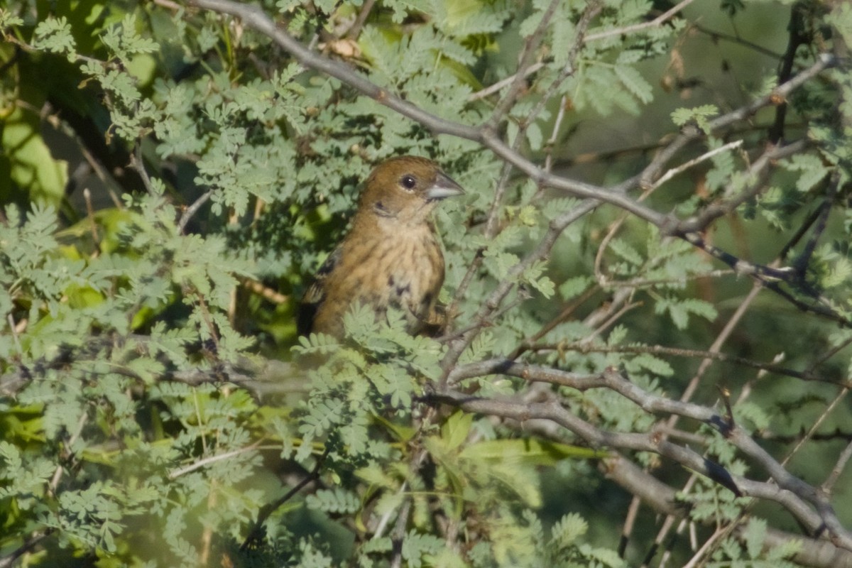 Blue-black Grassquit - ML647497165