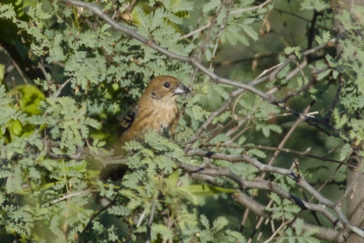 Blue-black Grassquit - ML647497166