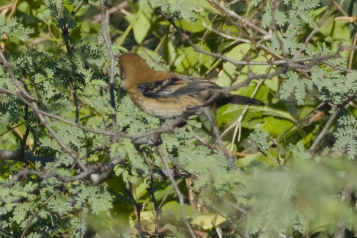 Blue-black Grassquit - ML647497167