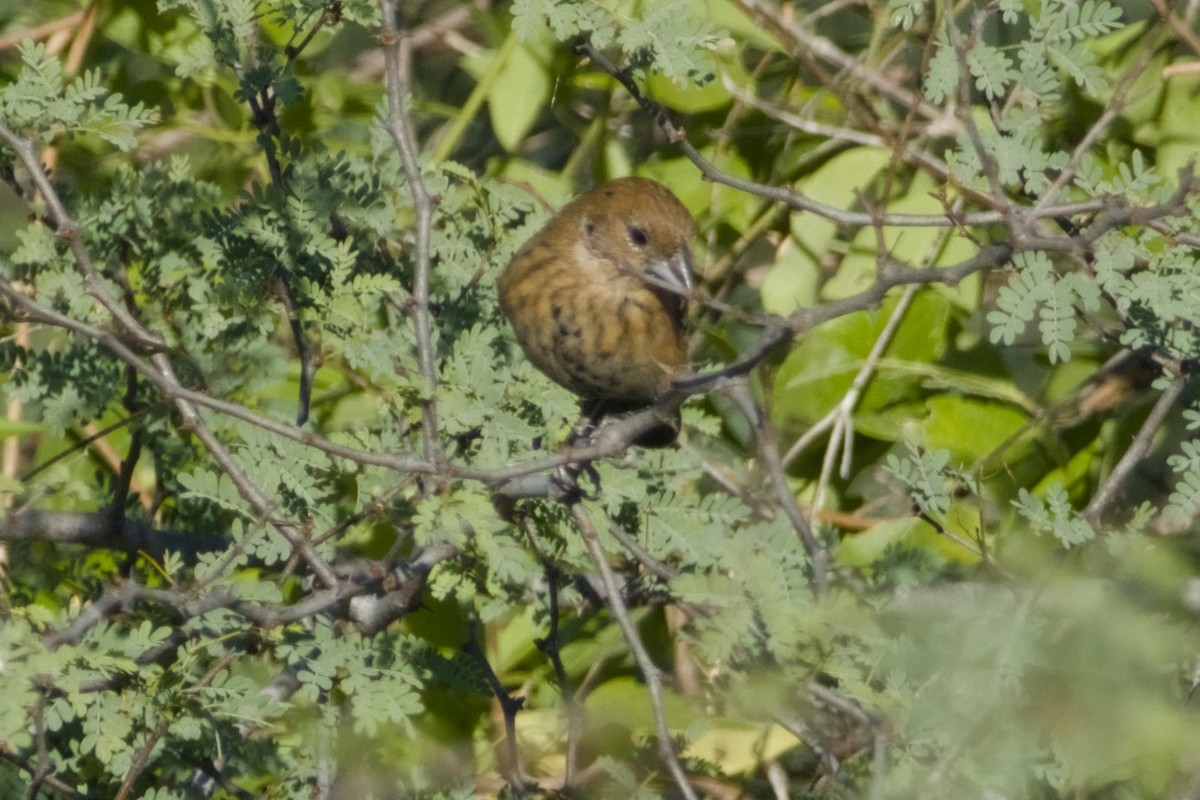 Blue-black Grassquit - ML647497168