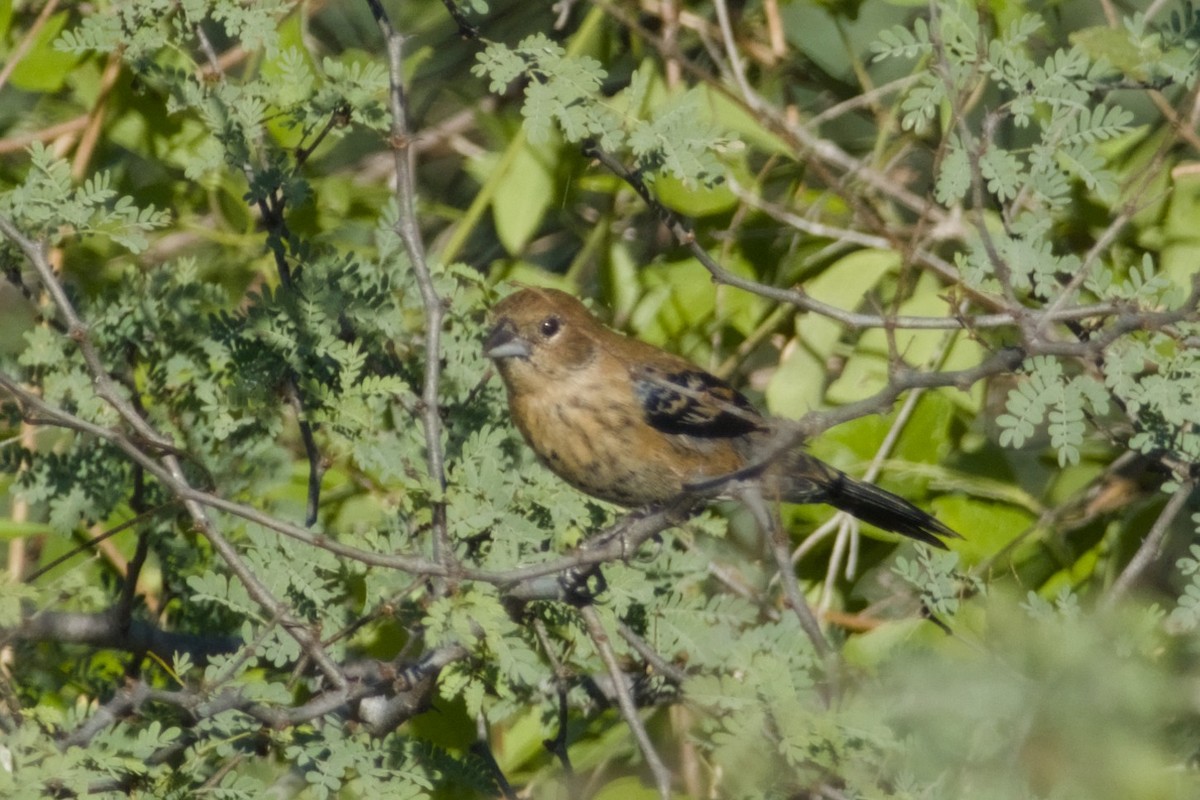 Blue-black Grassquit - ML647497169