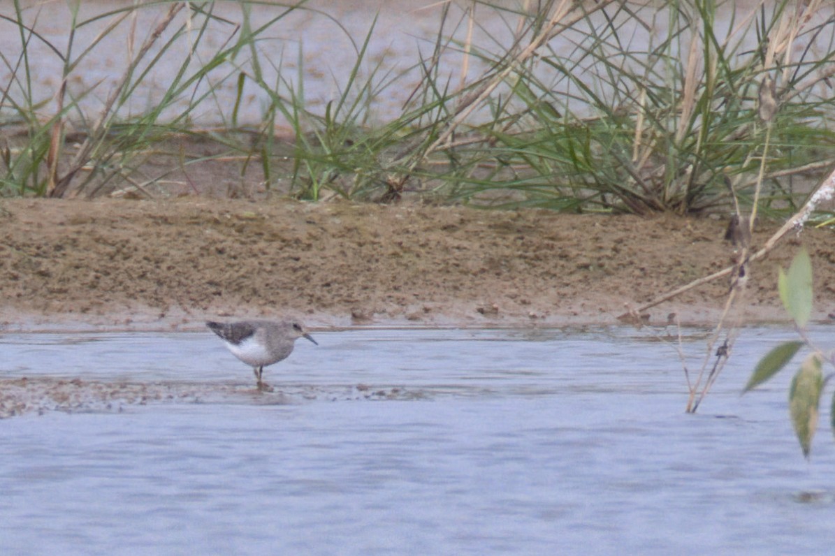 Temminck's Stint - ML647497170