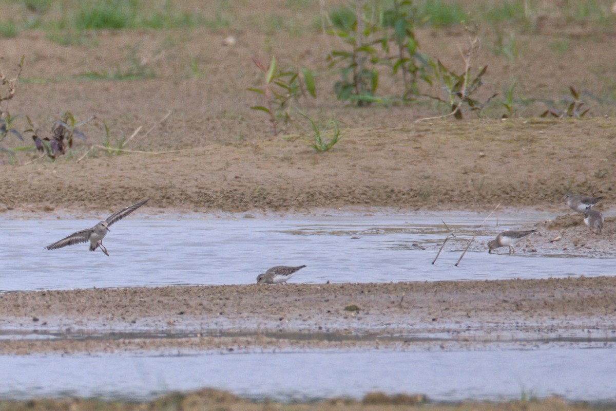 Temminck's Stint - ML647497171