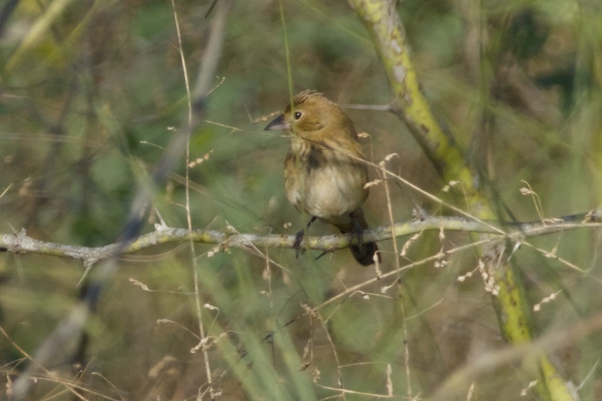 Blue-black Grassquit - ML647497172