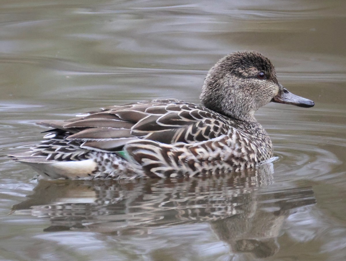 Green-winged Teal - ML647497173