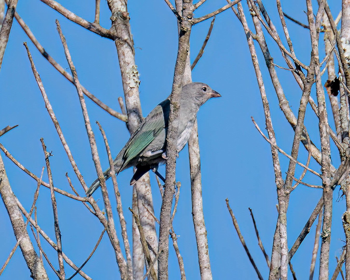 Sayaca Tanager - ML647497175