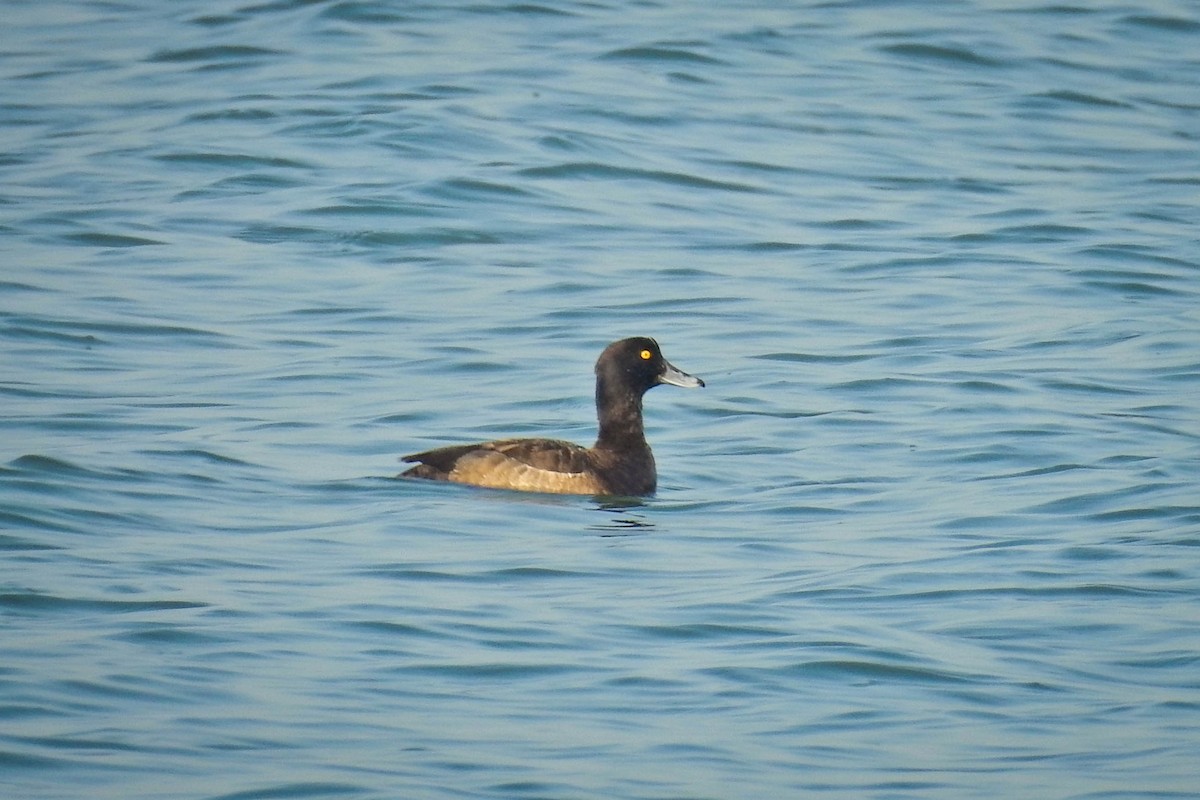 Tufted Duck - ML647497176