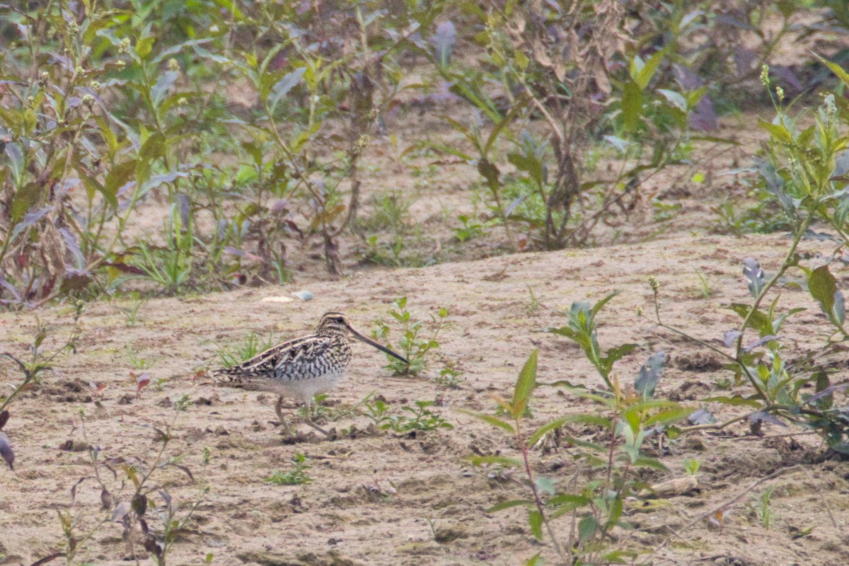 Common Snipe - ML647497177