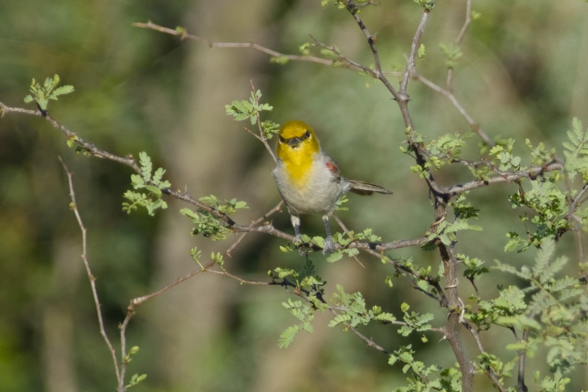 Verdin - ML647497178