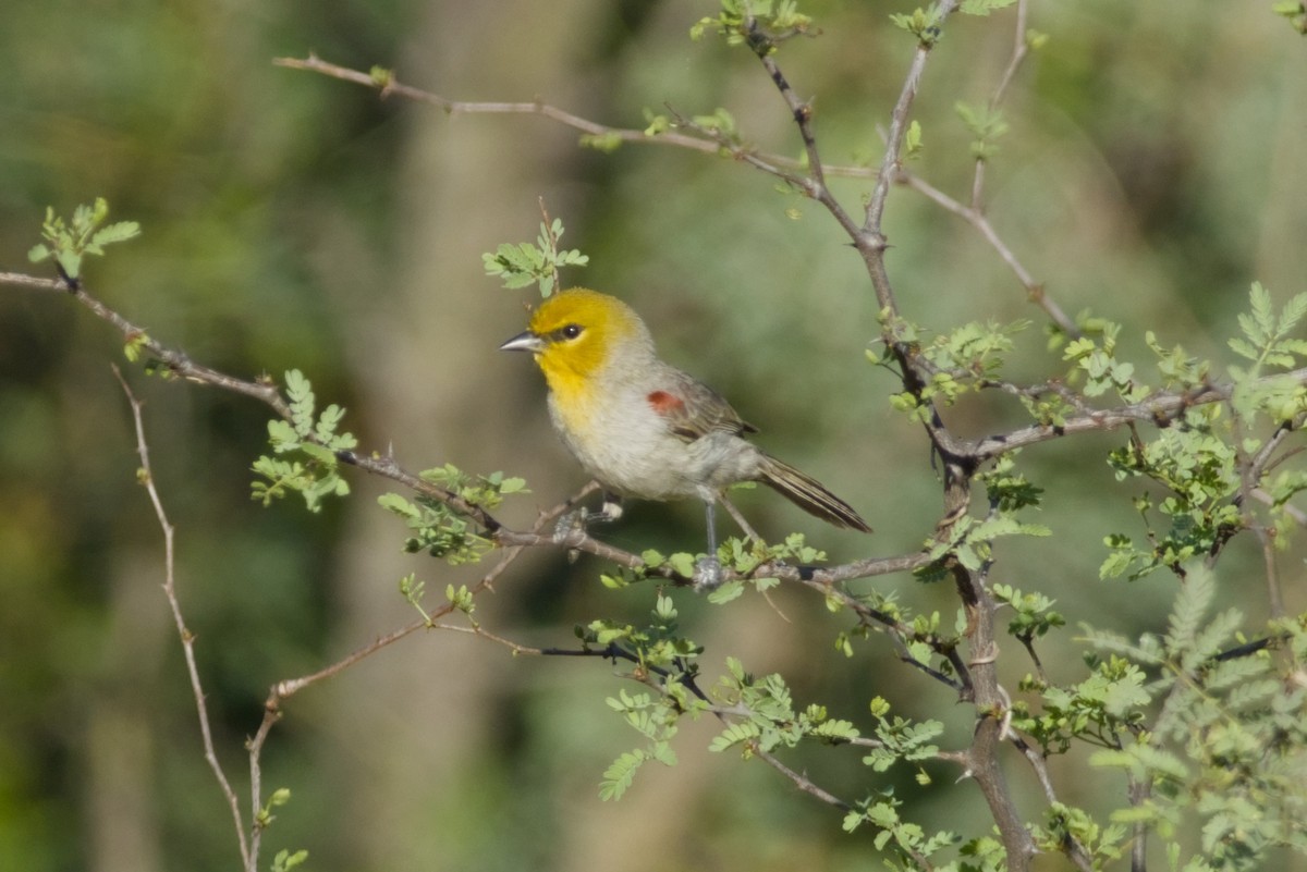 Verdin - ML647497179