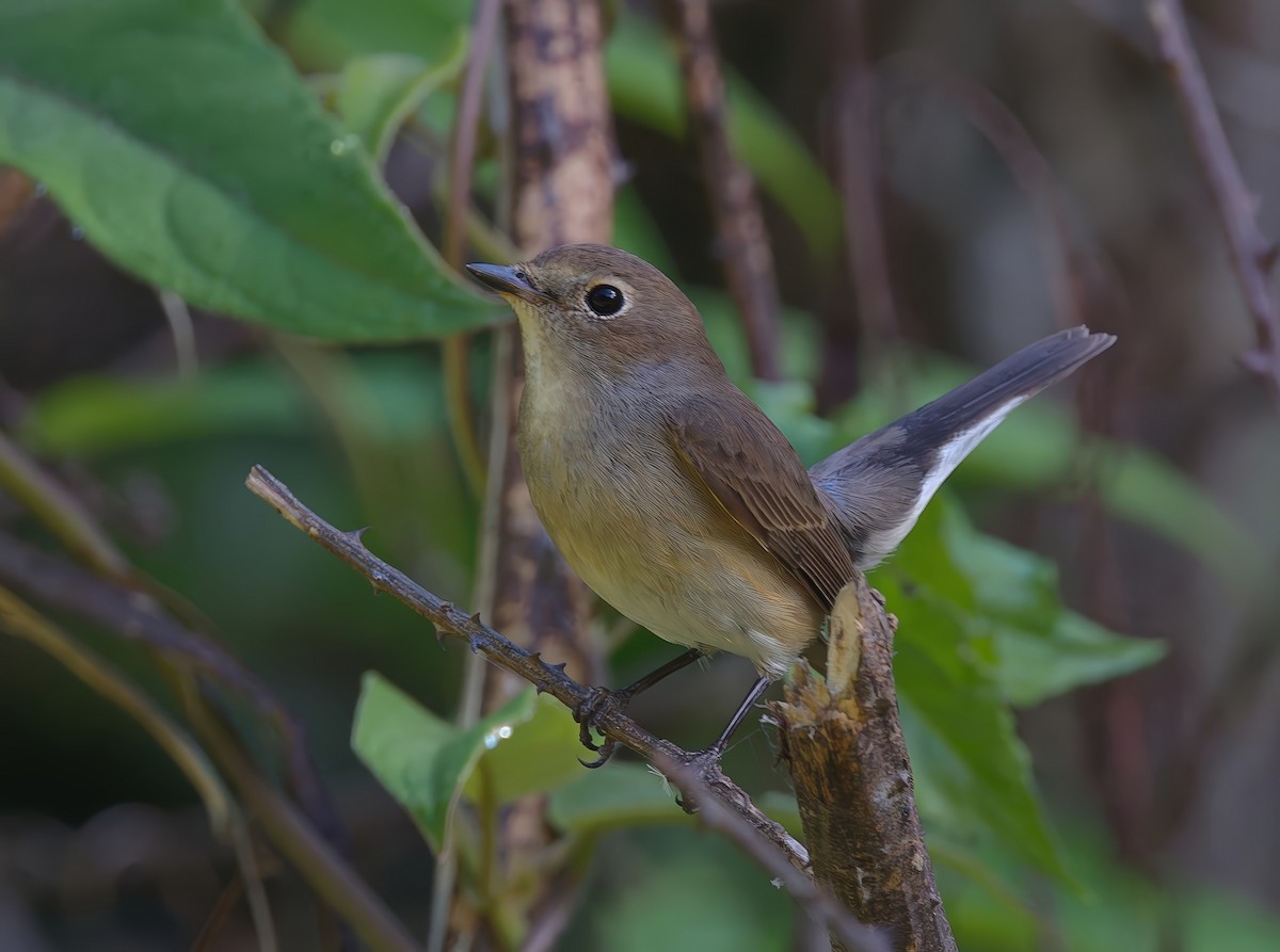 Taiga Flycatcher - ML647497180