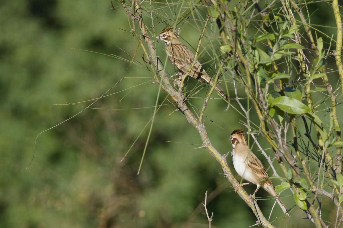 Lark Sparrow - ML647497191