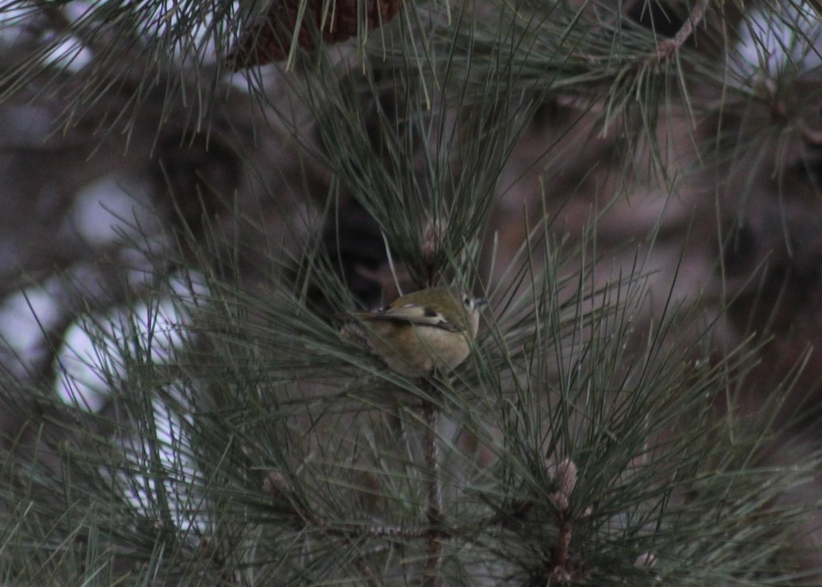 Çalıkuşu - ML647497207